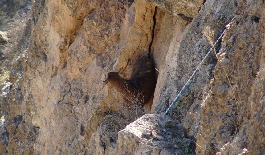 Hasankeyf'te 5 gündür mahsur kalan keçi kurtarıldı