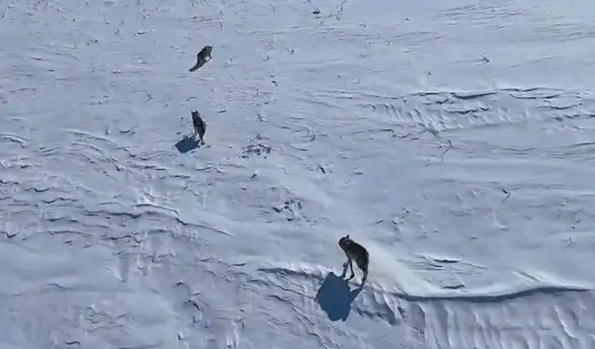 Diyarbakır’da mahalleye inen kurt görüntülendi