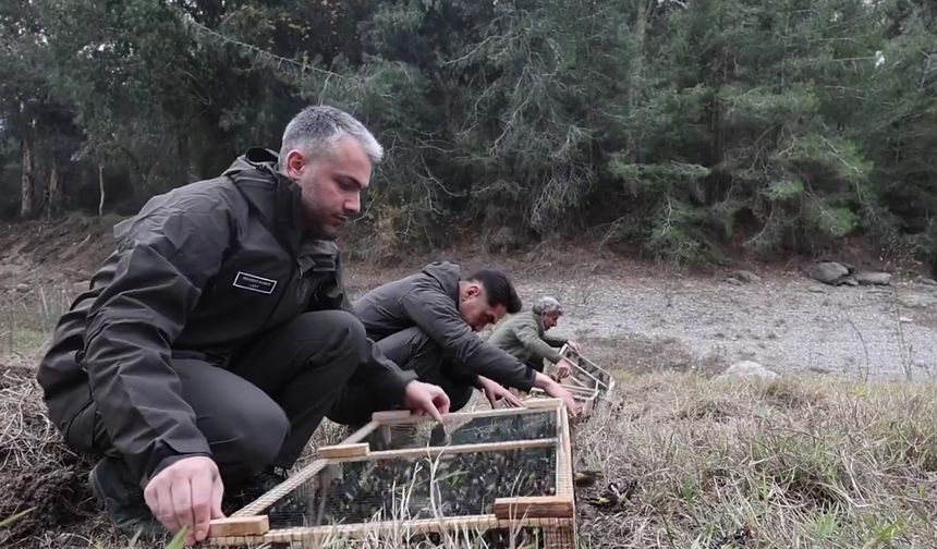 Ele geçirilen 400 saka kuşu doğal yaşamına bırakıldı