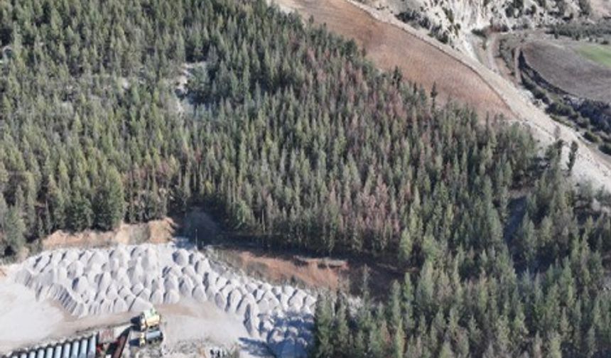 Kilis’te çam kabuk böceğine karşı feromonlu mücadele