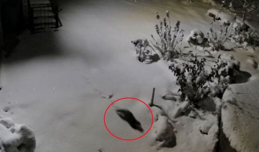 Diyarbakır'da aç kalan kaya sansarı evlerin dibine kadar indi