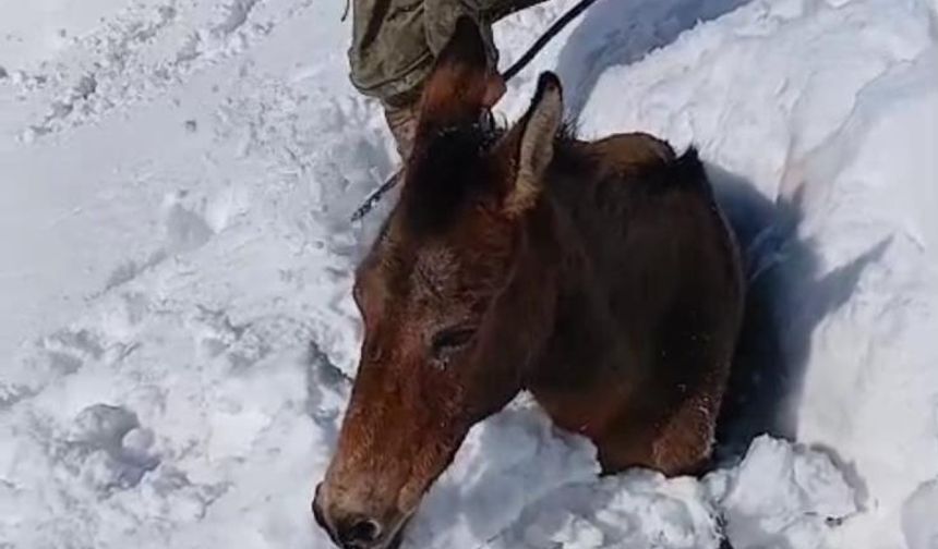 Sason'da dağda karda mahsur kalan katırlar kurtarıldı