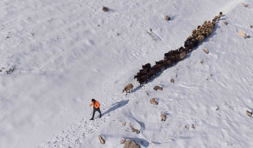Besicilerin zorlu 'kar' mesaisi: Sürüler beyaz örtüde yol alıyor