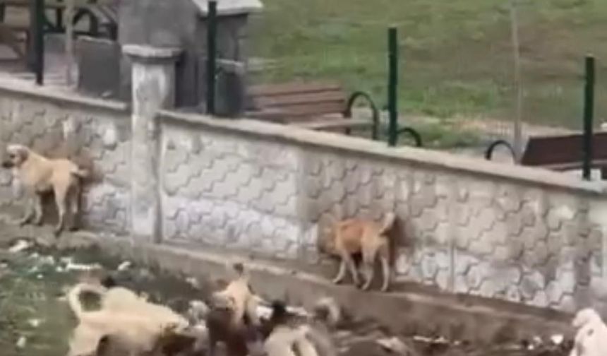 Diyarbakır'da başıboş köpekleri bir köpeği parçalamaya çalıştı