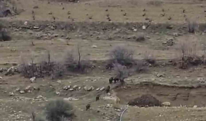 Diyarbakır'da domuz sürüsü yerleşim yerine indi