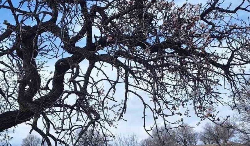 Ergani'de badem ağaçları erken çiçek açtı