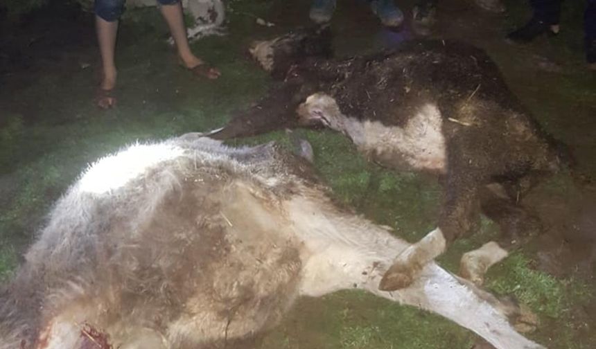 Diyarbakır'da elektrik teli koptu: 2 inek telef oldu