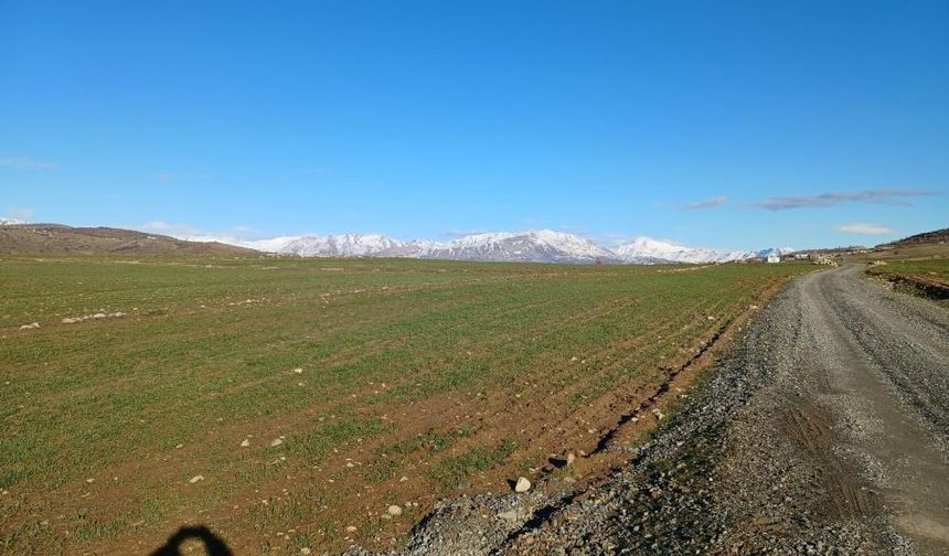 Diyarbakır'da yağışlardan sonra çiftçi verimli hasat bekliyor
