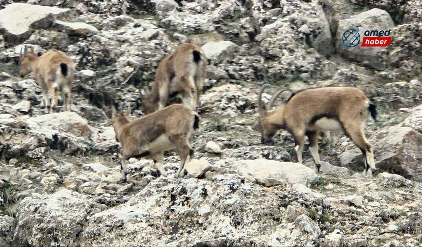 Ergani'de 7 dağ keçisi görüntülendi