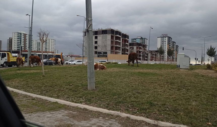 Diyarbakır'da trafiği tehlikeye sokan inekler