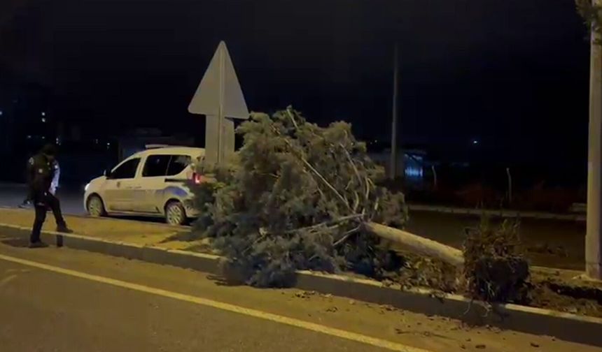 Malatya'da fırtına ağaçları kökünden söktü