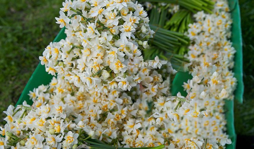 Baharın müjdecisi Diyarbakır'da tezgâhlarda: Destesi 100 lira