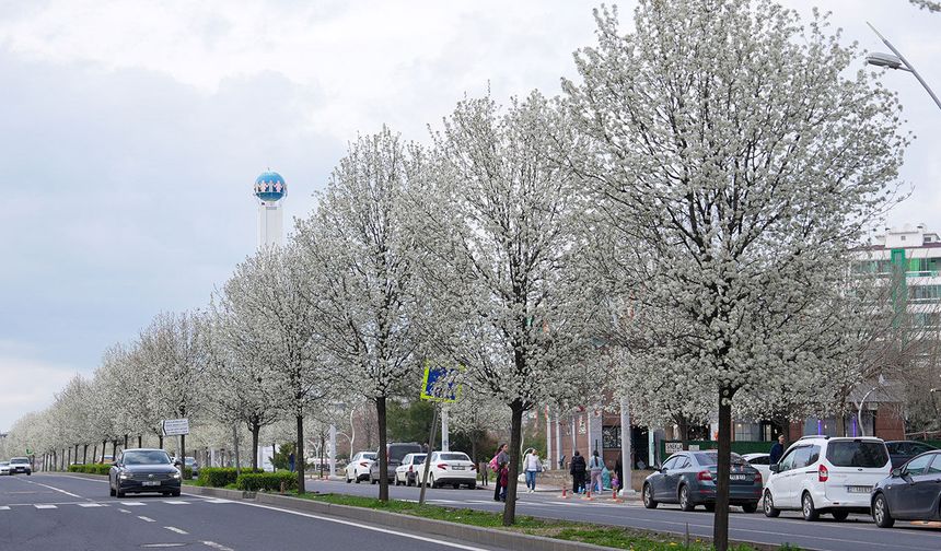 Diyarbakır'da süs armutları baharla birlikte çiçek açtı