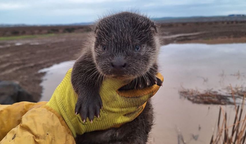 Bismil'de su samuru yavruları bulundu