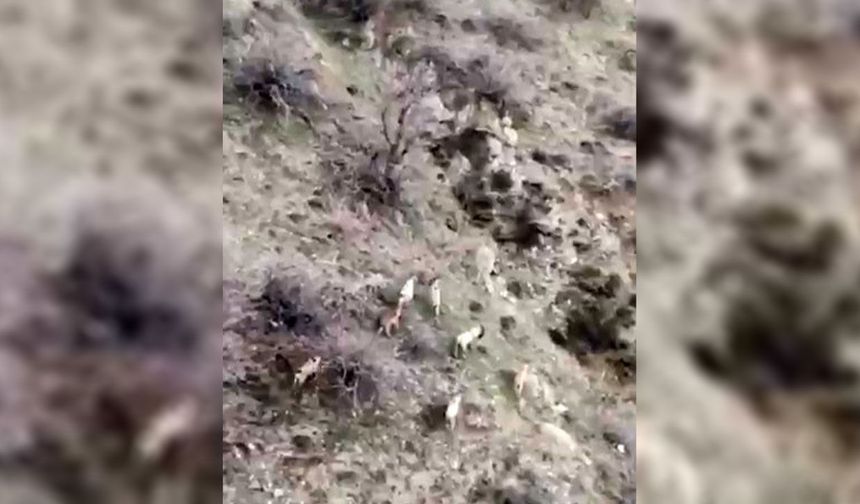 Diyarbakır'da dağ keçileri hızla artıyor