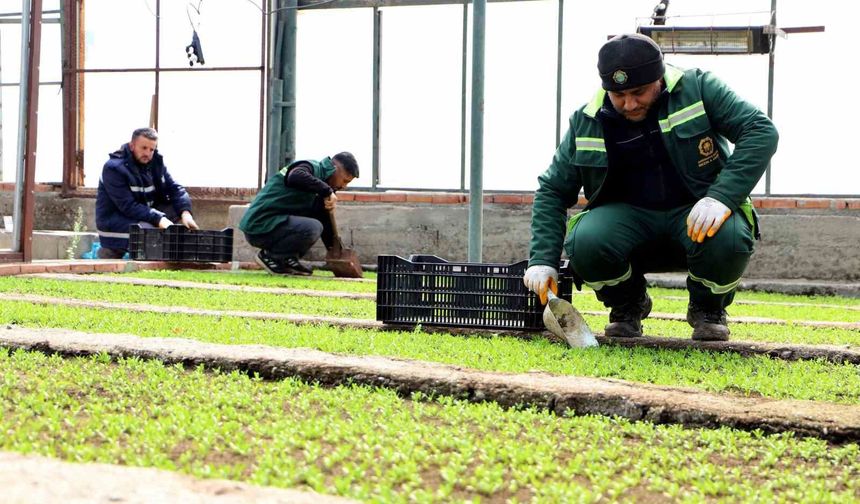 Diyarbakır'a 2 milyon Çin karanfili ekilecek