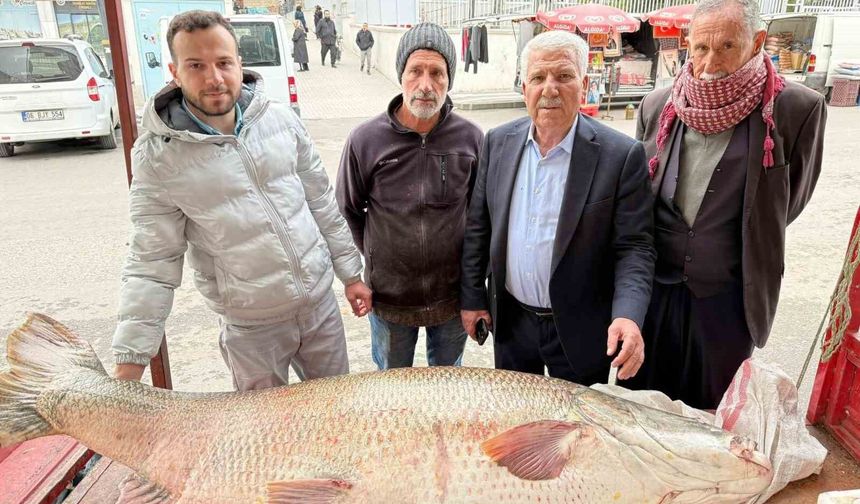 Diyarbakır'da 120 kiloluk turna balığı görenleri hayrete düşürdü