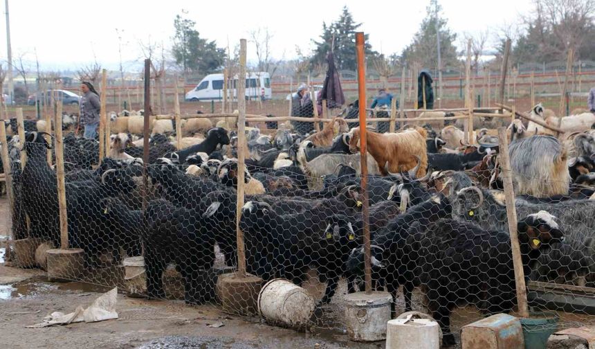 Diyarbakır’da bayram öncesi et tercihi: Vatandaş pazara yöneliyor