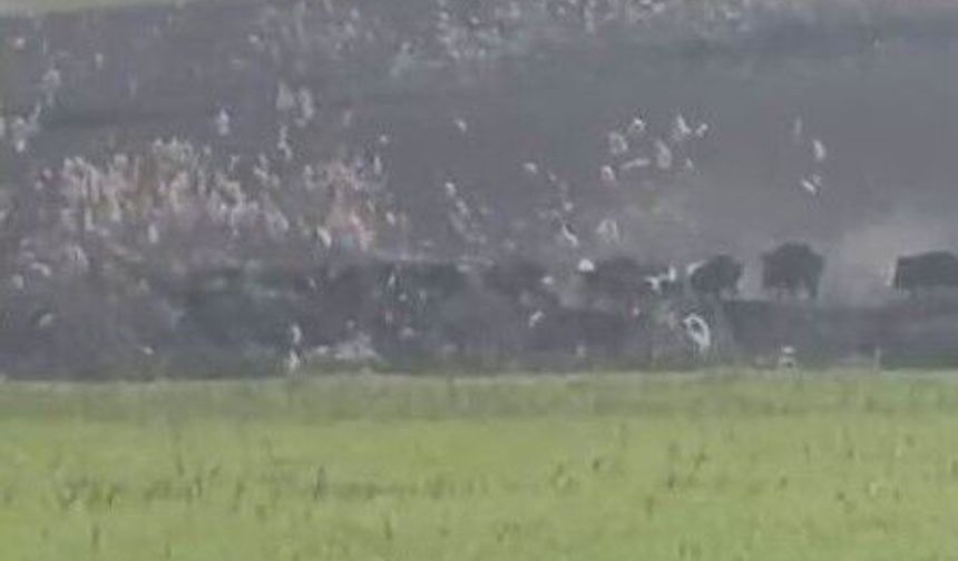 Diyarbakır'da domuz sürüsü görüntülendi