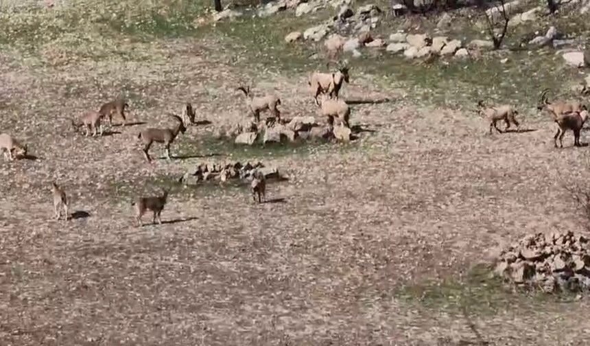 Diyarbakır'da görüntülendi: Zarar vermenin cezası 940 bin lira