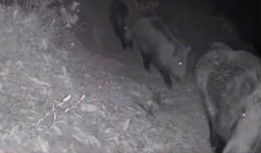 Diyarbakır'da yaban hayvanları foto kapana yakalandı