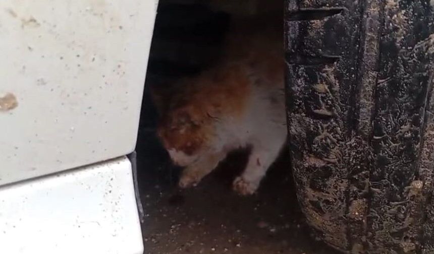 Batman'da motor kısmına sıkışan kedi kurtarıldı