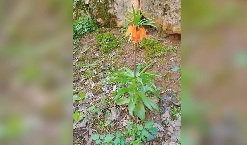 Diyarbakır'daki bu çiçeği koparmanın cezası ikinci el araba fiyatını geçiyor