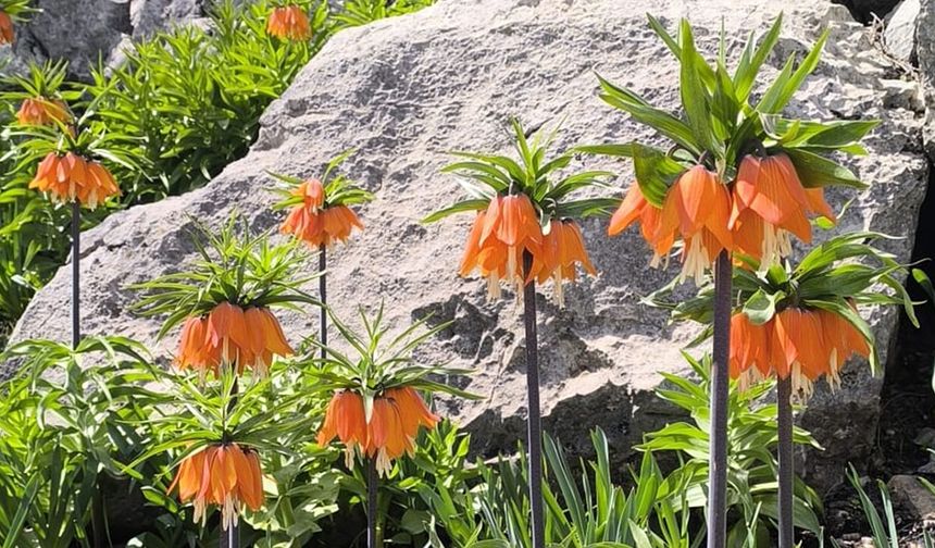 Diyarbakır'da ters laleler açtı