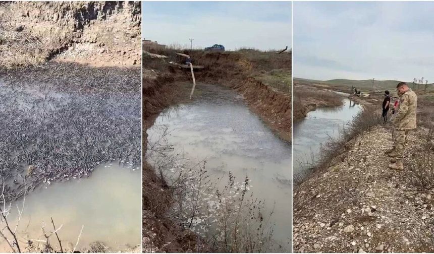 Dicle Nehri'nde mahsur kalan on binlerce balık kurtarıldı