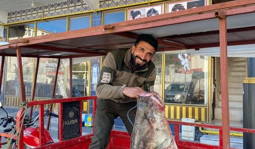 Diyarbakır'da 100 kiloluk dev turna balığı yakalandı