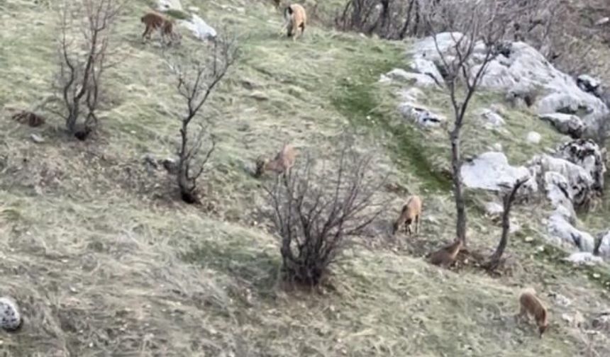 Diyarbakır'da popülasyonu hızlı artan dağ keçileri görüldü