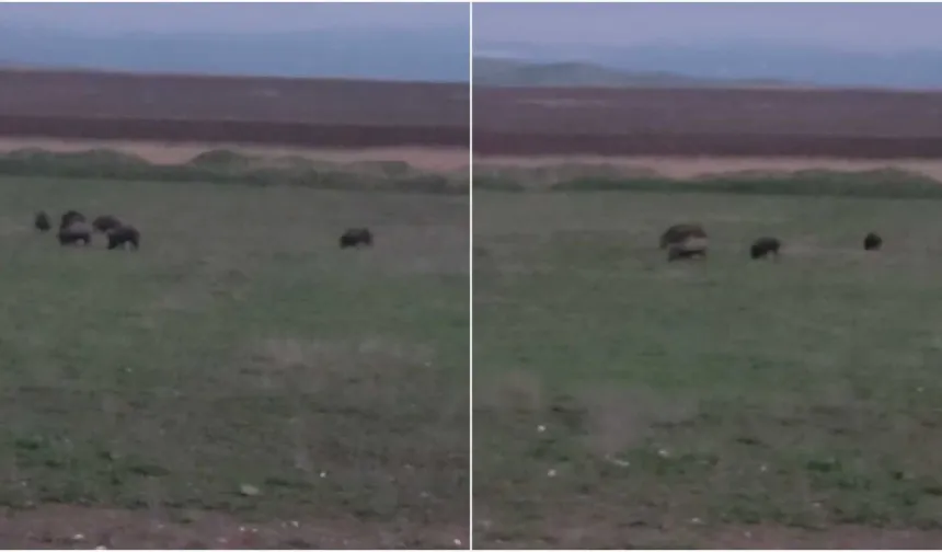 Diyarbakır’da tarlada otlanan yaban domuzları kamerada