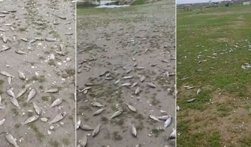 Diyarbakır'da telef olmuş çok sayıda balık kıyaya vurdu