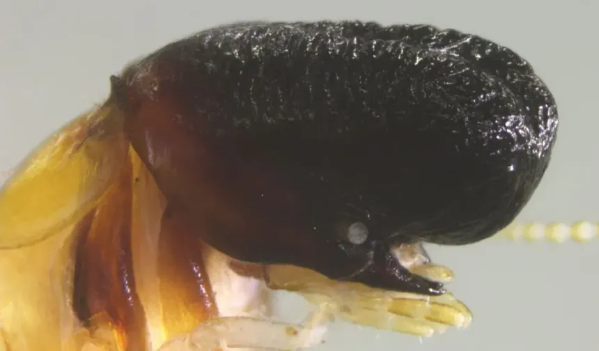 İlk kez görüldü: Balina başlı böcek