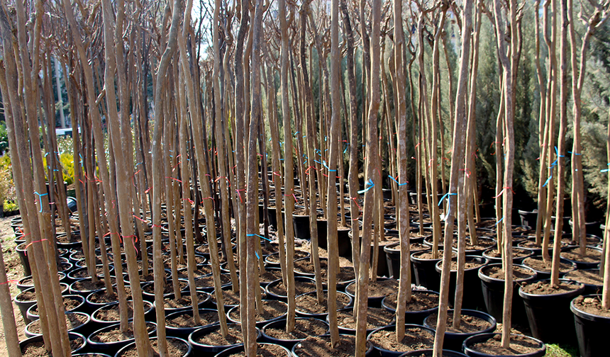 Diyarbakır’da fidan dikim sezonu devam ediyor
