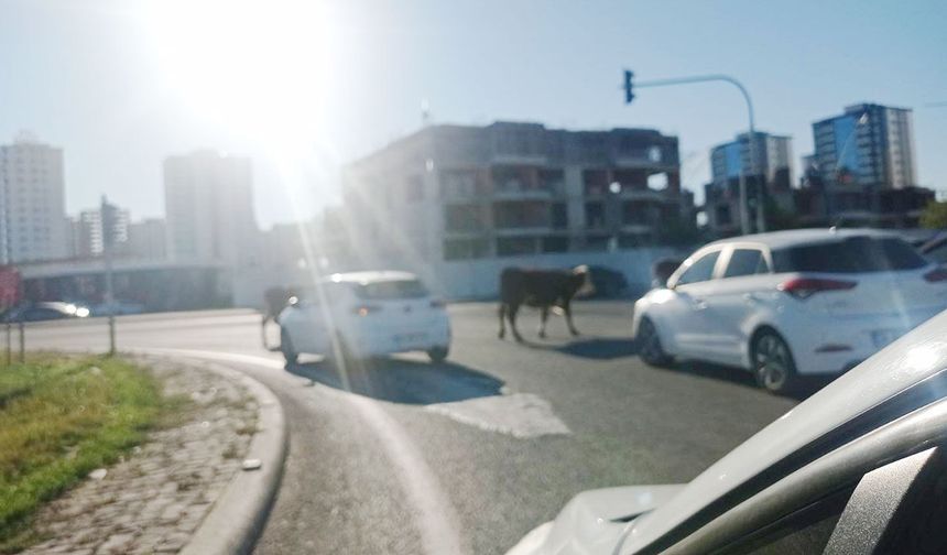 Diyarbakır'da şehir merkezinde başıboş inek alarmı! Yerel yönetim ilgisiz