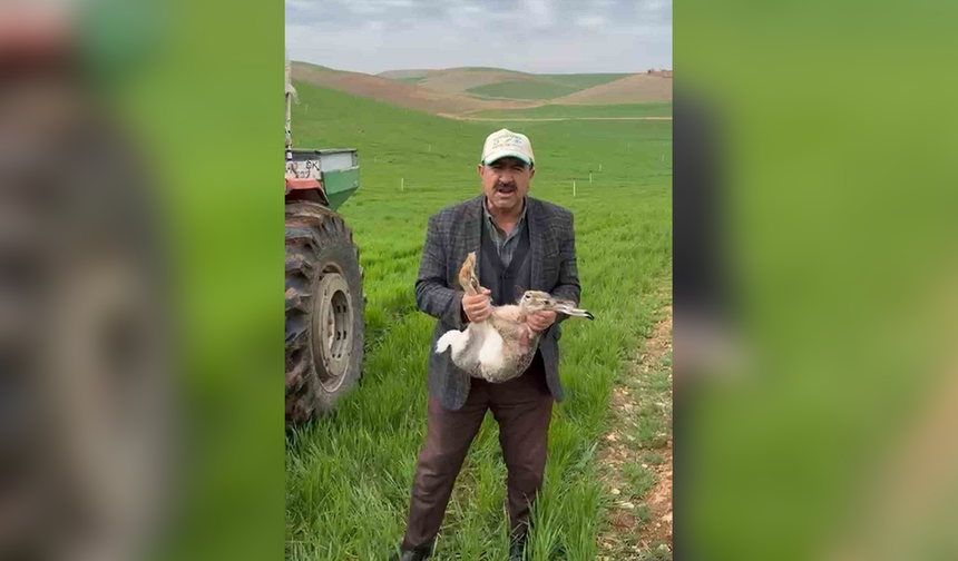 Diyarbakırlı çiftçi tarlada yakaladığı gebe tavşanı yaşam alanına bıraktı