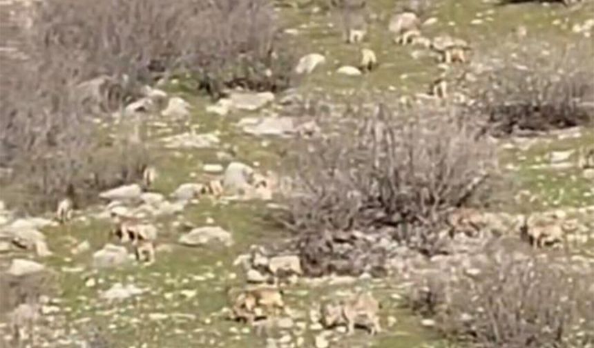 Diyarbakır'da sürü halinde dağ keçileri görüntülendi