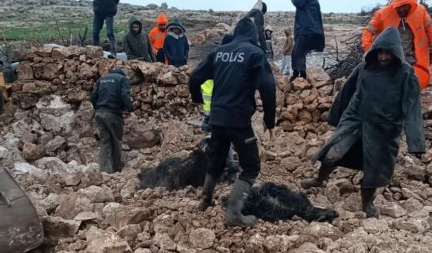 Mardin'de ahırın çökmesi sonucu 30 küçükbaş telef oldu