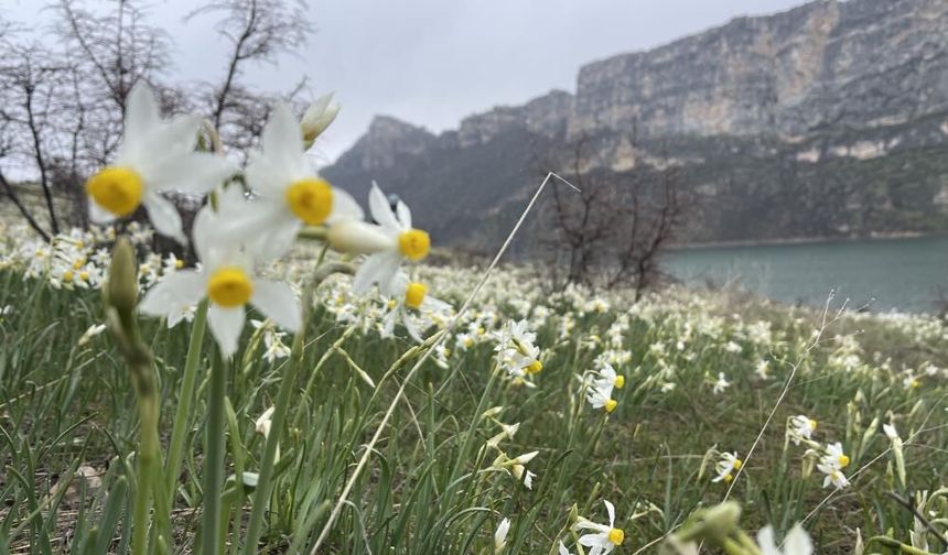 Şanlıurfa’da doğaseverler yağmur altında nergis yolculuğuna çıktı