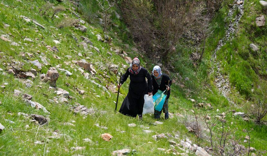 Diyarbakır dağlarında Gulik ve Kenger mesaisi devam ediyor
