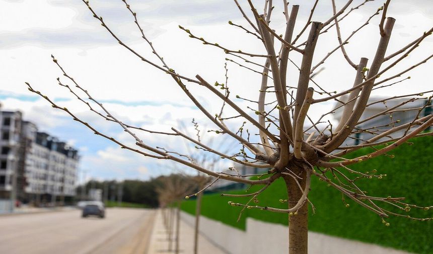 Diyarbakır'da kuraklığa dayanıklı türlerle ağaçlandırma
