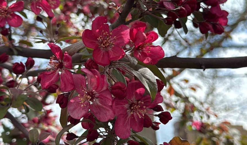 Diyarbakır'da ağaçlar 'kırmızıya' büründü