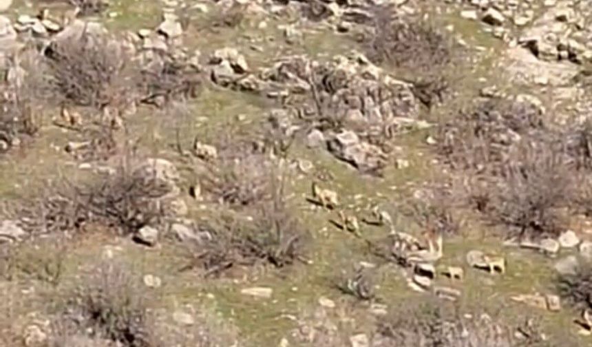 Diyarbakır'da bunları kaçak avlayanlara 940 bin lira ceza kesiliyor