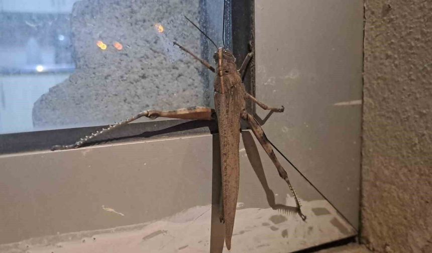 Diyarbakır'da görüldü: Boyutu şaşkınlık oluşturdu