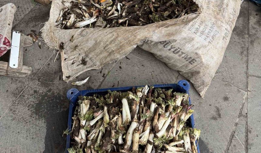 Diyarbakır'da kendiliğinden yetişen kengerler toplanmaya başlandı