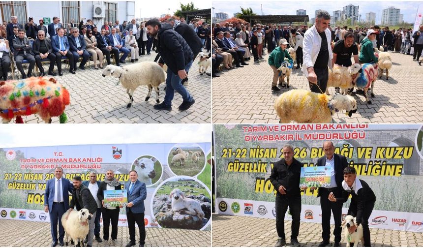 Kuzular yarıştı, üretici kazandı: Diyarbakır'da renkli yarışma