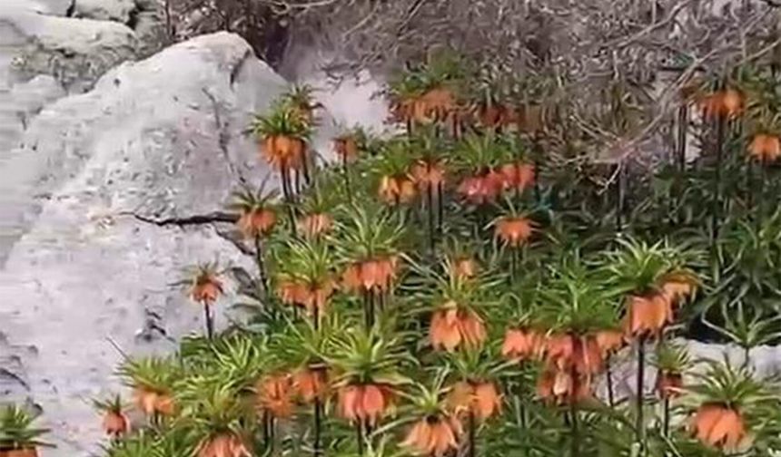 Diyarbakır'da 'ters laleler' doğayı renklendirdi