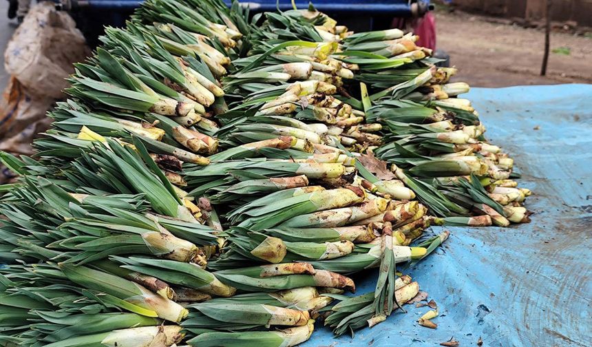 Diyarbakır tezgahlarında baharın habercisi: Çiriş otu satışta