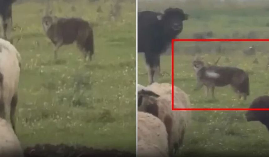 Diyarbakır'da çakal sürüye yaklaştı, çobanı görünce kaçtı